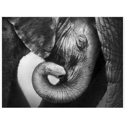 Интегральный подход психологической работы с травмой развития. Полный курс. Анастасия Дивеева, Андрей Евдокимов, Высшая школа психологии