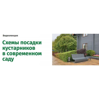 Схемы посадки кустарников в современном саду. Наталья Мягкова