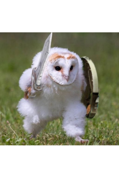 Авитолог 2025, Owlsova