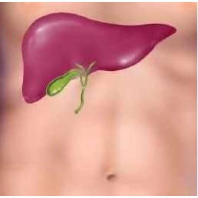 Коррекция желчного пузыря. Юджиния Квант