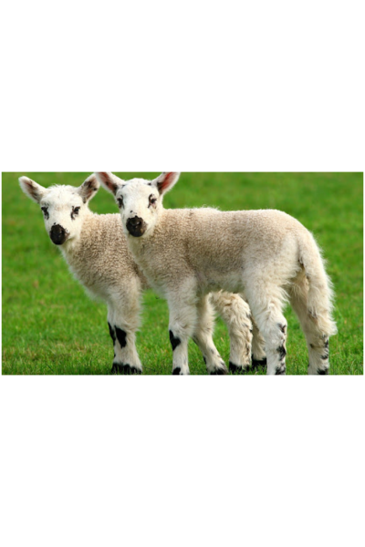 Как создать клона? Анна Иванова Архэ