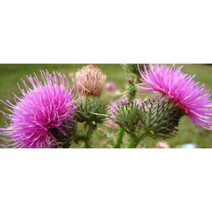 Инструкция по эксплуатации печени. Елена Бахтина Академия здоровья