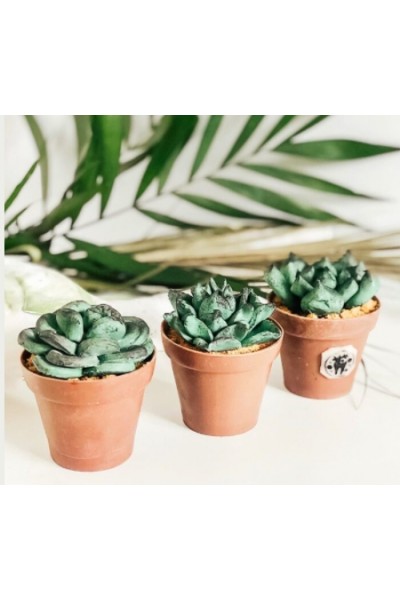 Десерт Суккуленты. Екатерина Завирюха